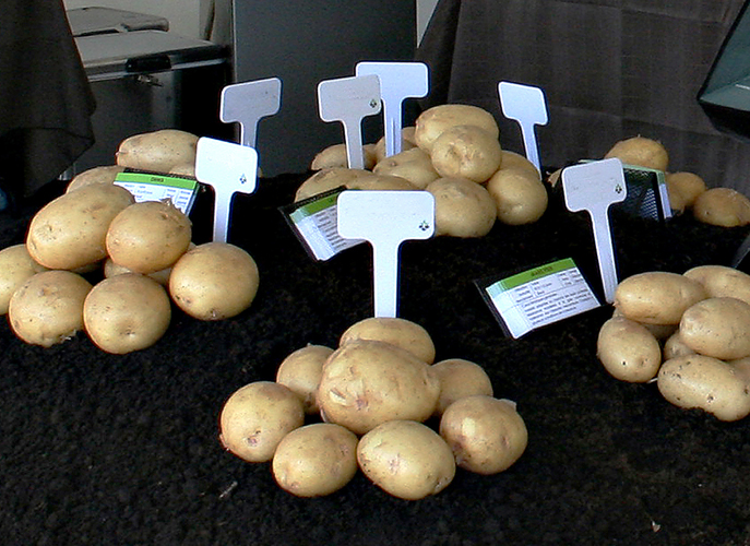 Patates Dolbec liée à Semences Saguenoise