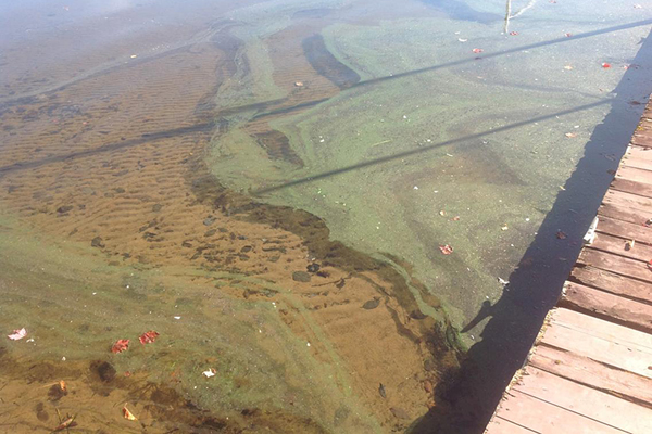 Des cyanobactéries au lac Saint-Joseph