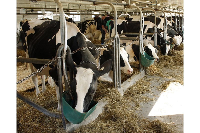 Les producteurs de lait favorables au programme d’indemnisation fédéral