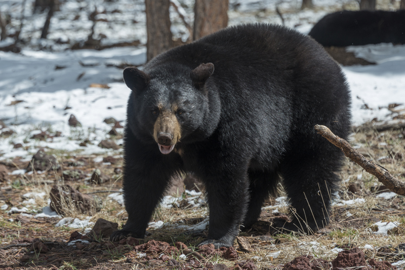 Dindon et ours: enregistrement du gibier en ligne