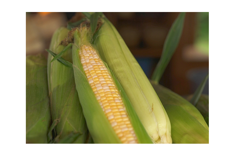 La culture du maïs: un savoir qui passe à l’histoire
