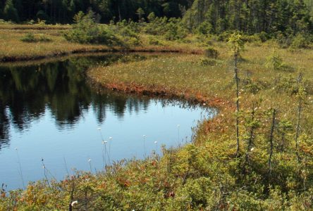 Un plan pour protéger lacs et marais