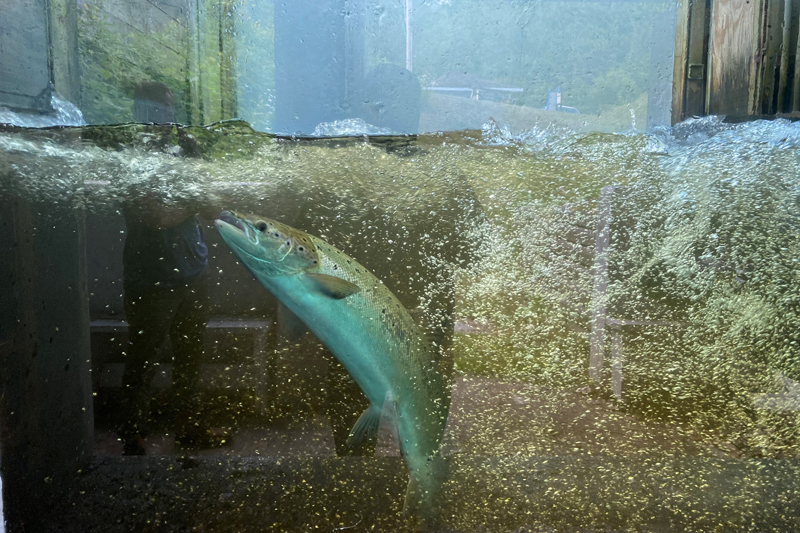 Montaison dans la Jacques-Cartier: le réchauffement climatique pourrait nuire au saumon