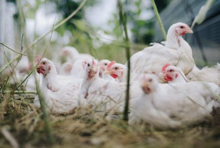 Grippe aviaire : visite préventive du MAPAQ à Shannon aujourd’hui