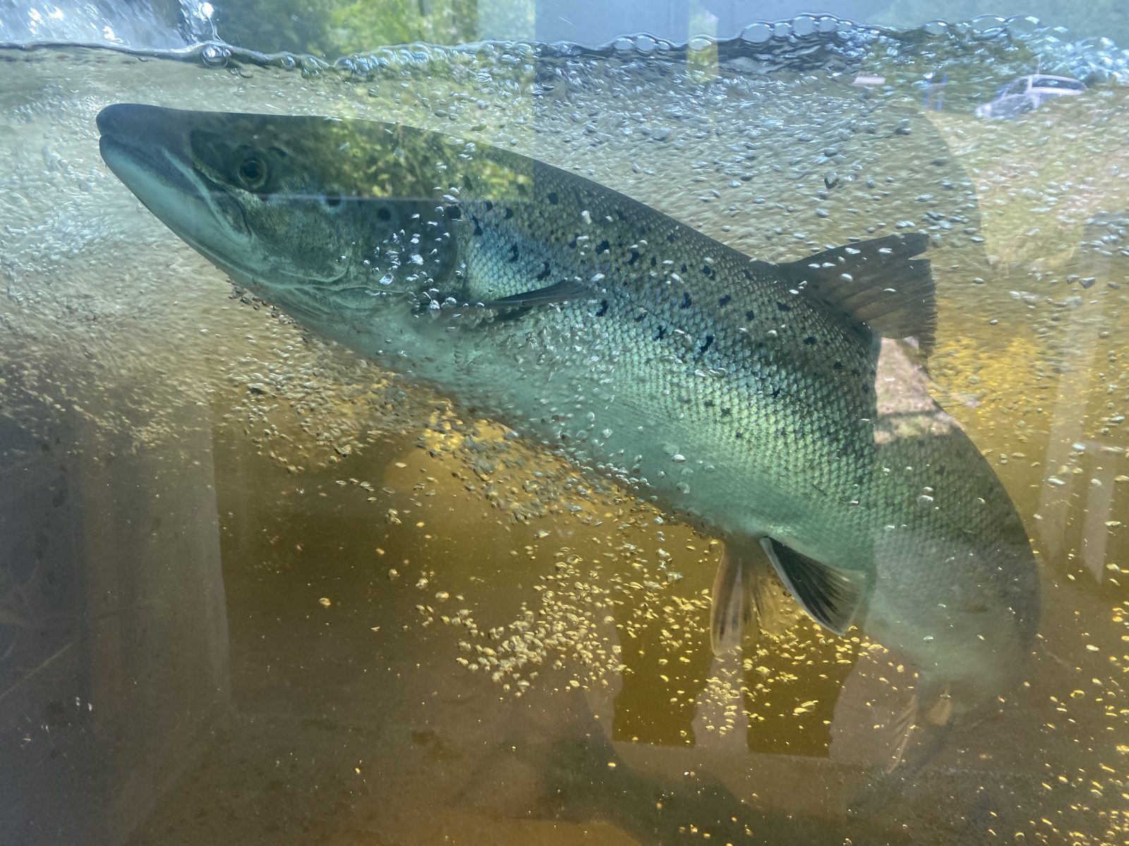 Le poisson remonte la rivière Jacques-Cartier au-delà des attentes