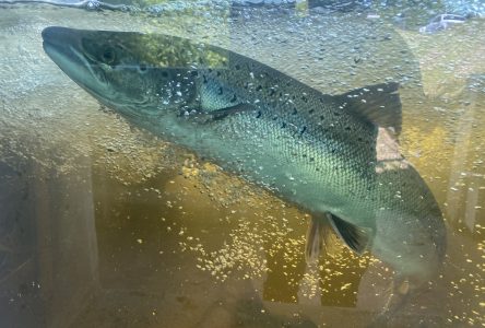 Le poisson remonte la rivière Jacques-Cartier au-delà des attentes