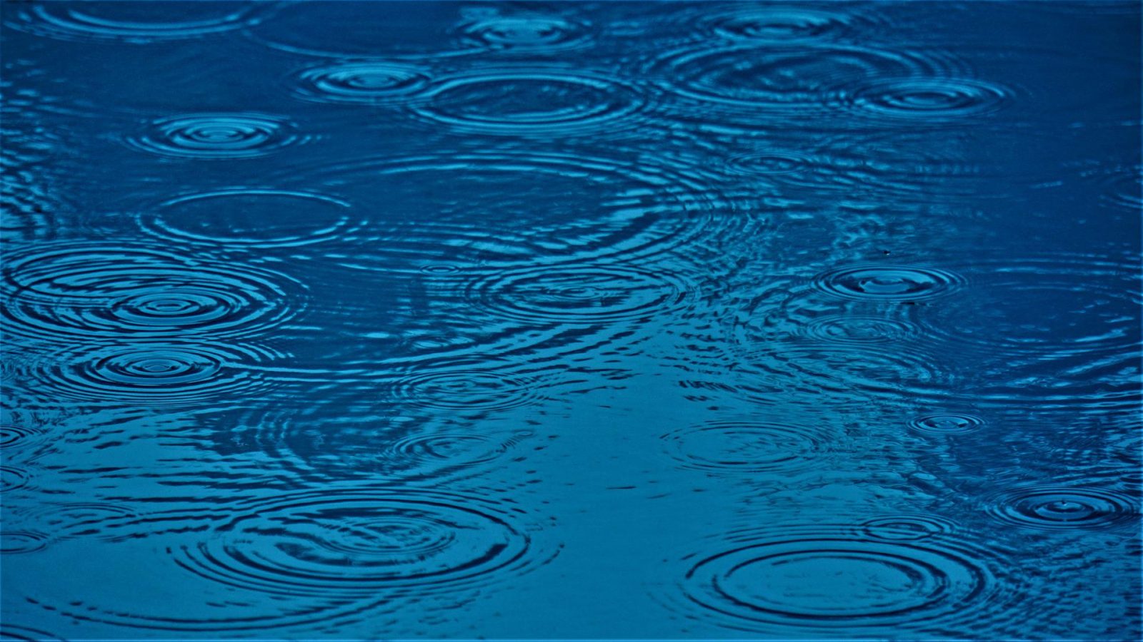 Lac-Sergent lance un programme de Jardins de pluie 