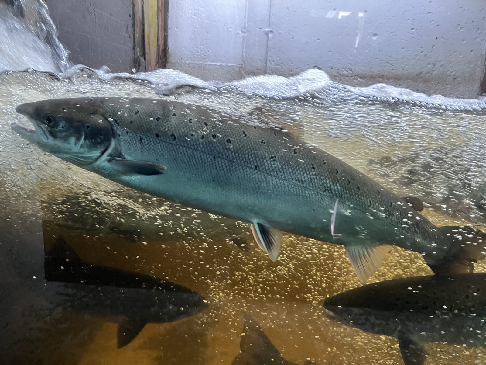Encore plus de saumons à la passe migratoire de Cap-Santé